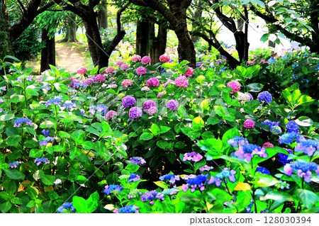 hydrangea hydrangea 128030394