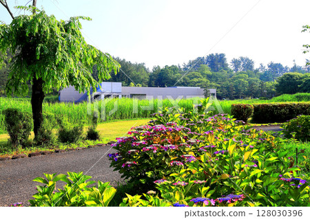 hydrangea hydrangea 128030396