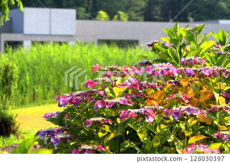 hydrangea hydrangea 128030397