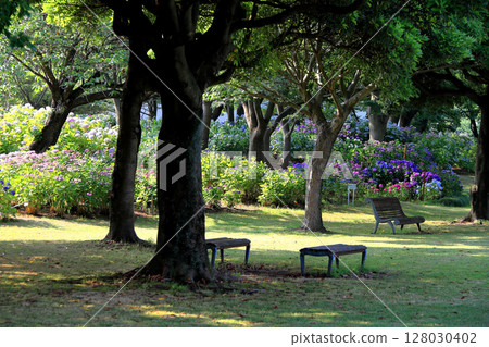 hydrangea   128030402