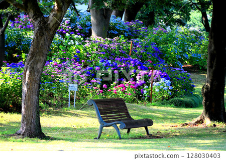 hydrangea hydrangea 128030403