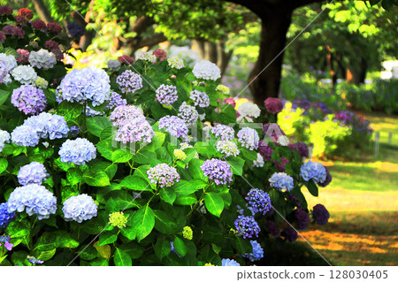 hydrangea hydrangea 128030405
