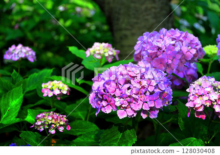 hydrangea   hydrangea   128030408