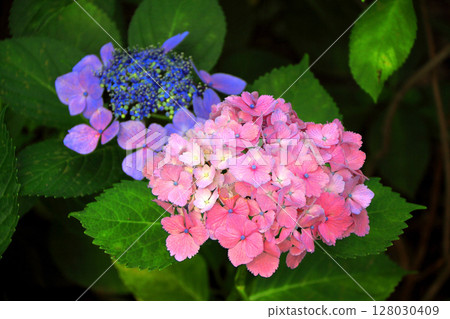 繡球 繡球 128030409