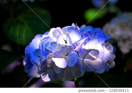 hydrangea   hydrangea   128030411