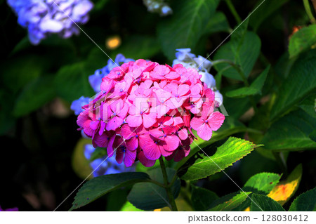 hydrangea   hydrangea   128030412