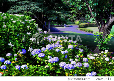 hydrangea   hydrangea   128030414