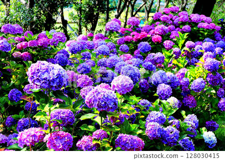 繡球 繡球 128030415