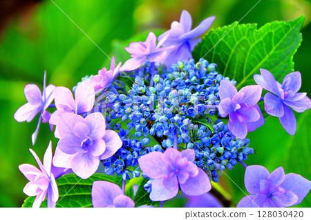 hydrangea   hydrangea   128030420