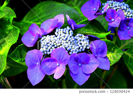 hydrangea   128030424