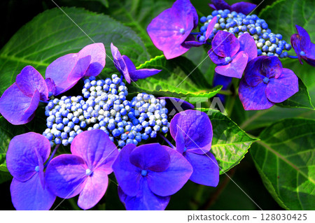 hydrangea   128030425
