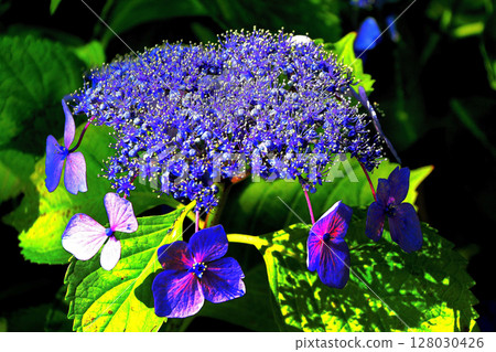 hydrangea   128030426