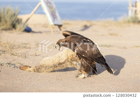 golden eagle hunt down the fox during the falconry 128030432