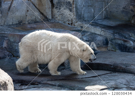 A large polar bear stands on rocks A large polar bear stands on rocks 128030434