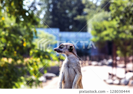 Meerkat or suricate sits on its hind legs and looks into the distance 128030444