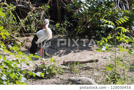 Stork bird in the forest or park Stork bird in the forest or park 128030458
