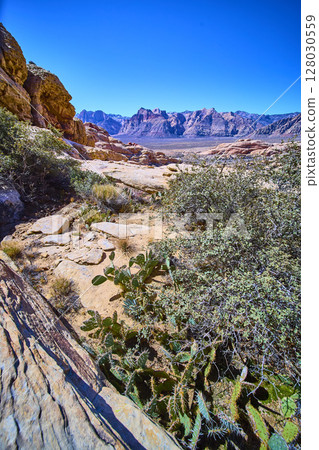 Red Rock Canyon Desert Landscape with Mountains and Cacti at Eye Level Red Rock Canyon Desert Landscape with Mountains and Cacti at Eye Level 128030559