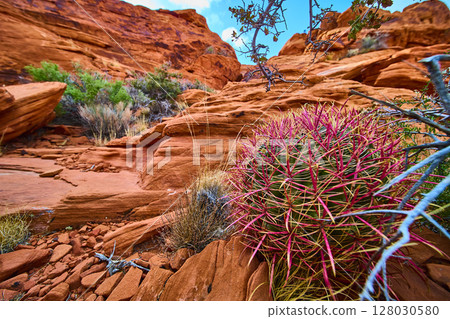Barrel Cactus and Red Rock Formations in Nevada Desert Eye-Level View Barrel Cactus and Red Rock Formations in Nevada Desert Eye-Level View 128030580