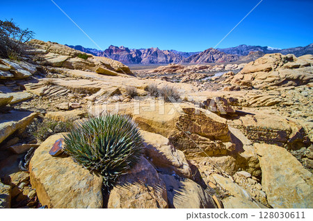 Desert Rock Formations and Agave in Sunlight Eye-Level View 128030611