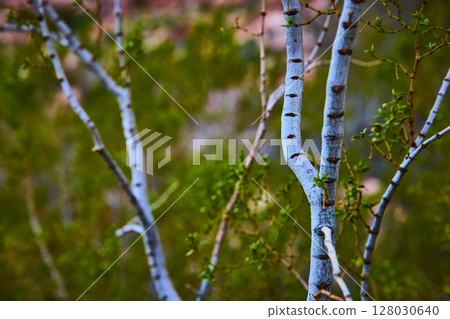 Desert Branches in Golden Light Eye-Level Perspective Desert Branches in Golden Light Eye-Level Perspective 128030640