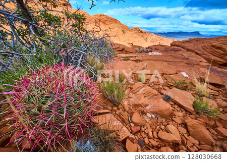 Vibrant Barrel Cactus and Red Rock Canyon Desert Landscape Eye Level View 128030668