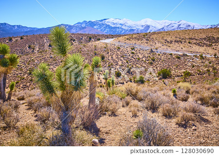 Joshua Trees and Snowy Peaks in Mojave Desert Eye-Level View 128030690