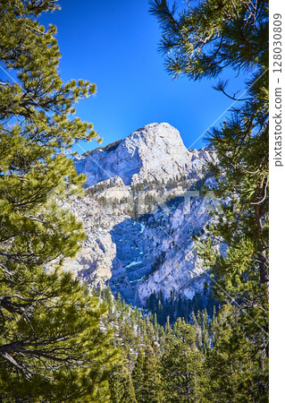 Majestic Mt Charleston Peak Framed by Pines Daylight View 128030809