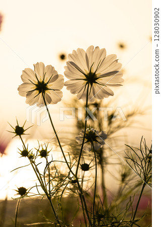 Cosmos illuminated by the sunset 128030902
