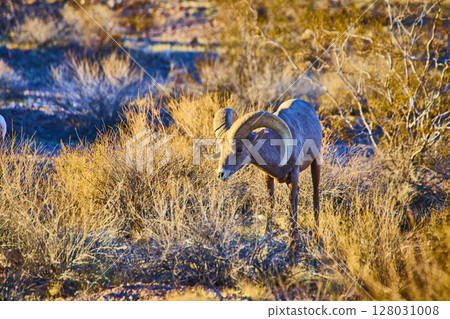 Bighorn Sheep in Golden Desert at Eye Level 128031008
