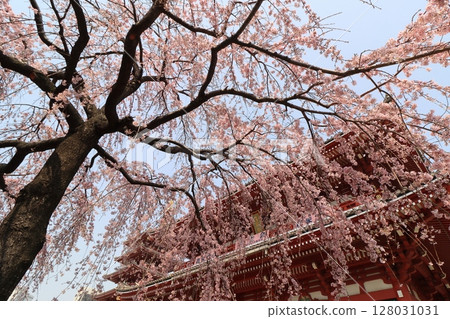 Weeping cherry blossoms in full bloom and the Hozomon Gate of Sensoji Temple, a popular tourist destination in Tokyo Weeping cherry blossoms in full bloom and the Hozomon Gate of Sensoji Temple, a popular tourist destination in Tokyo 128031031