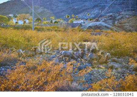 Bighorn Sheep Grazing in Desert at Golden Hour Eye-Level View Bighorn Sheep Grazing in Desert at Golden Hour Eye-Level View 128031041