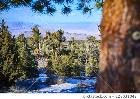 Evergreen Forest and Snow-Capped Mountains in Nevada Desert Midday View Evergreen Forest and Snow-Capped Mountains in Nevada Desert Midday View 128031042