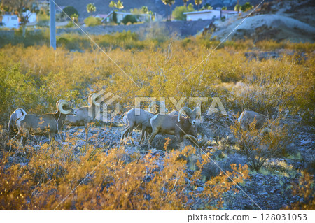 Bighorn Sheep Grazing in Nevada Desert at Golden Hour Eye-Level View Bighorn Sheep Grazing in Nevada Desert at Golden Hour Eye-Level View 128031053