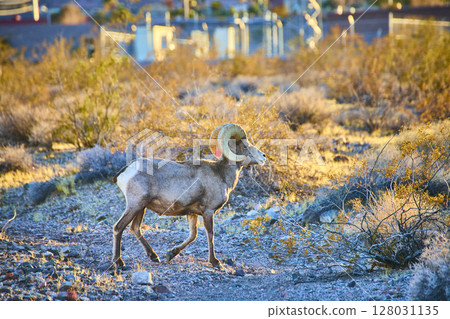 Majestic Bighorn Sheep in Nevada Desert at Eye Level During Golden Hour 128031135