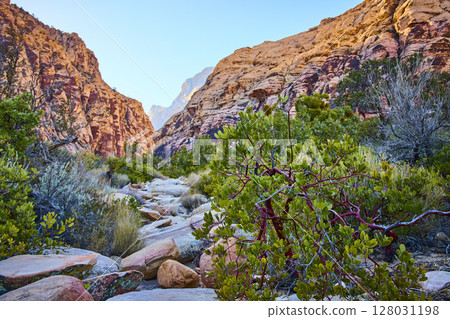 Red Rock Canyon Desert Shrub and Cliffs Eye-Level View 128031198
