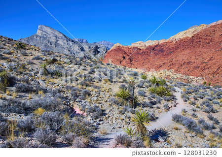 Red Rock Canyon Desert Trail with Striking Red Formations Eye-Level View Red Rock Canyon Desert Trail with Striking Red Formations Eye-Level View 128031230