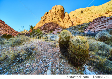 Rugged Red Rock Canyon with Barrel Cacti at Golden Hour Low Perspective 128031289