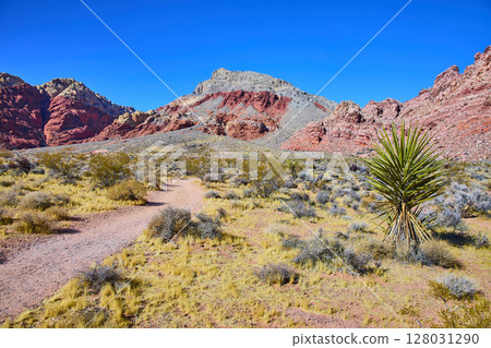 Red Rock Desert Trail with Yucca Las Vegas Nevada Eye Level View Red Rock Desert Trail with Yucca Las Vegas Nevada Eye Level View 128031290