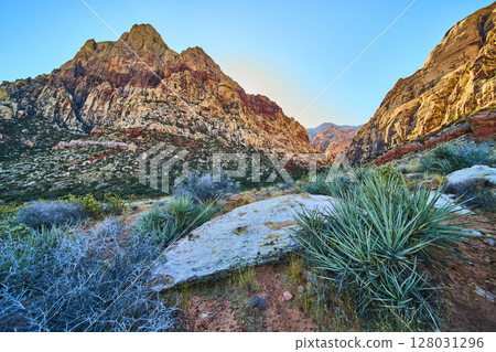 Red Rock Canyon Sunrise with Desert Vegetation Low Angle View 128031296