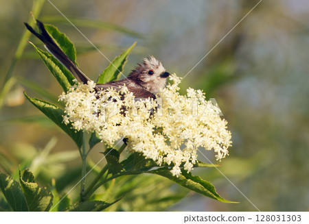Aegithalos caudatus Bird Resting on Blossoms Amid Lush Green Foliage Aegithalos caudatus Bird Resting on Blossoms Amid Lush Green Foliage 128031303
