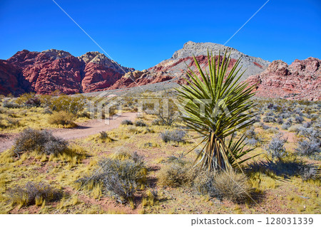 Yucca and Red Rock Canyon Desert Landscape Daytime View 128031339