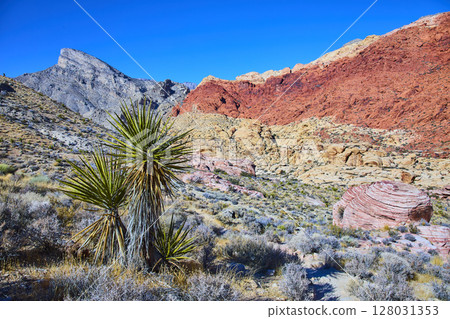 Red Rock Canyon Yucca and Sedimentary Layers Eye-Level View Red Rock Canyon Yucca and Sedimentary Layers Eye-Level View 128031353