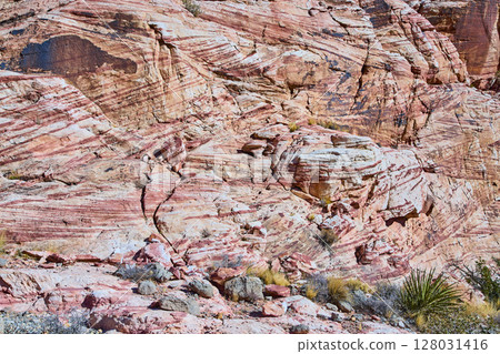 Red Rock Sandstone Formations with Desert Flora Eye-Level View 128031416