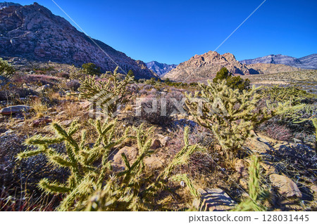 Desert Cacti and Mountains in Ice Box Canyon Eye Level View Desert Cacti and Mountains in Ice Box Canyon Eye Level View 128031445