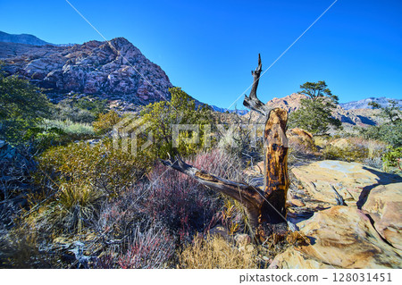Rugged Sandstone Hill and Twisted Tree Stump in Ice Box Canyon Midday View Rugged Sandstone Hill and Twisted Tree Stump in Ice Box Canyon Midday View 128031451