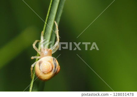 Large-breasted Flycatcher (female, juvenile) 128031478