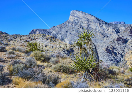 Yucca and Mountain Range in Nevada Desert at Eye Level Yucca and Mountain Range in Nevada Desert at Eye Level 128031526