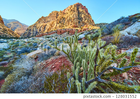 Desert Mountains and Cactus at Sunset Eye Level View 128031552