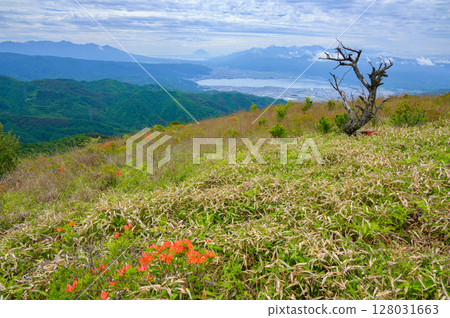 View of Lake Suwa and Mt. Fuji [From the summit of Mt. Takabocchi where Renge Azalea blooms] 128031663