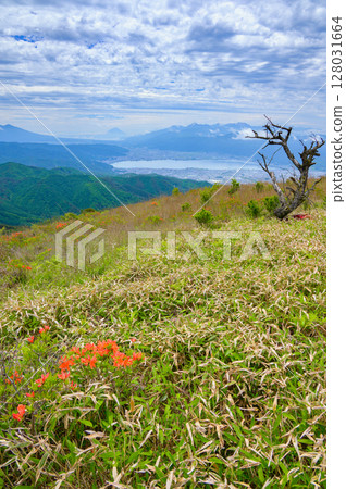 諏訪湖與富士山的景色 [從蓮華杜鵑盛開的高木崎山頂] 128031664
